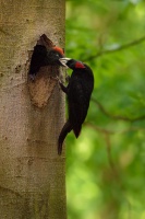 Datel cerny - Dryocopus martius - Black Woodpecker 0455